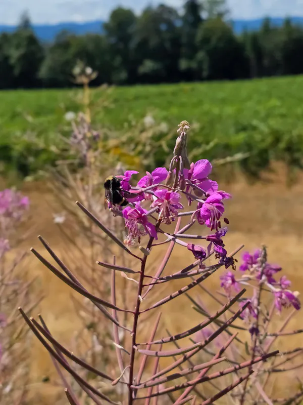 flower, pink, petal, purple, flowering plant, wildflower