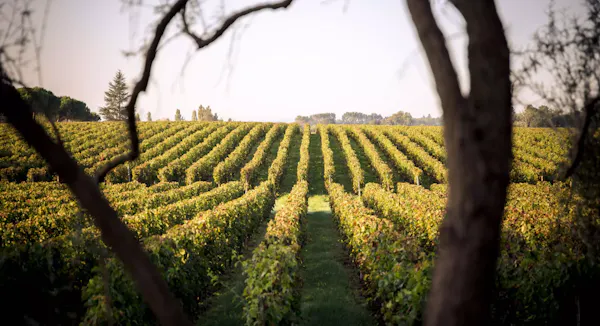 agriculture, plantation, field, sunlight, crop, vineyard