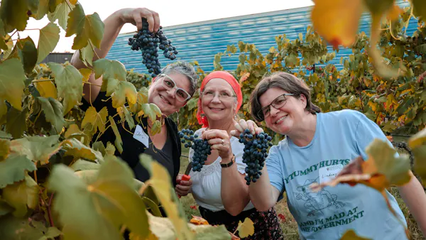 smile, grapes, seedless fruit, produce, agriculture, grapevines