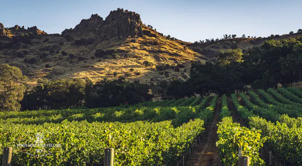 hill, agriculture, vineyard, chaparral, plantation, grapevines