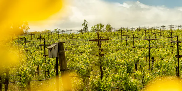 yellow, agriculture, plantation, field, crop, sunlight