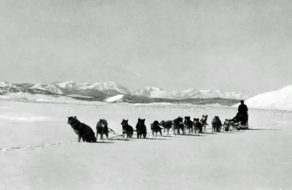 dog, snow, carnivores, winter, sled dog, mushing