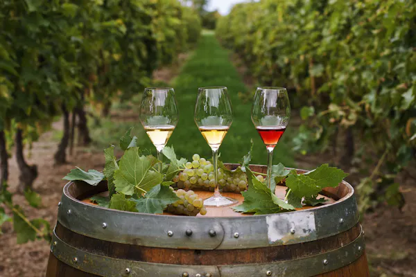 barrel, agriculture, grapes, vineyard, winery, plantation