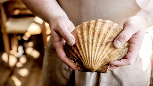 seashell, clam, bivalvia, natural material, scallop, cockle