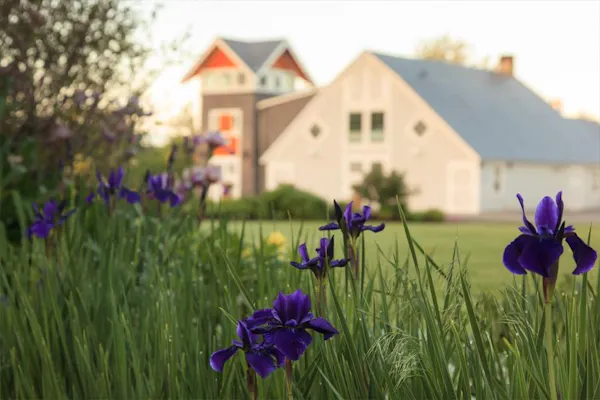 flower, plant, purple, petal, building, window