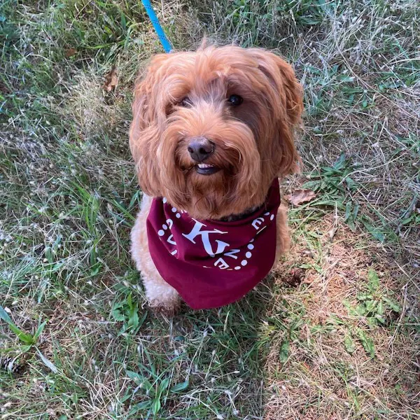 dog, dog clothes, carnivores, snout, pet supply, fur