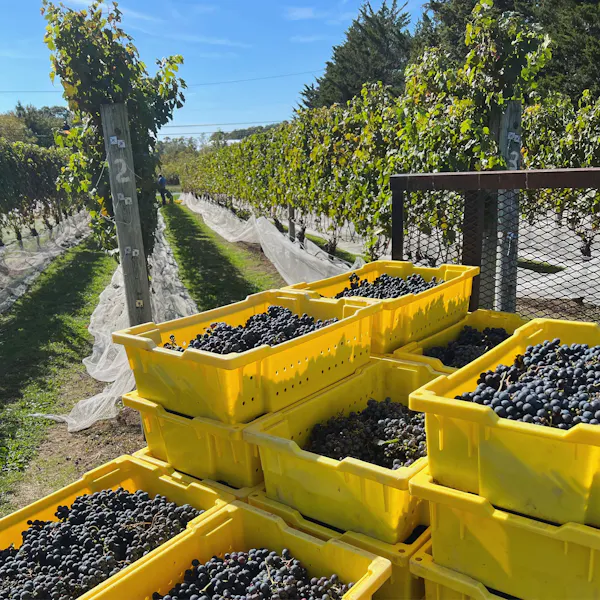 agriculture, grapes, plantation, vineyard, field, grapevines