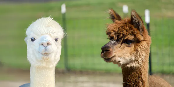 camelids, llama, vertebrate, terrestrial animal, alpaca, snout
