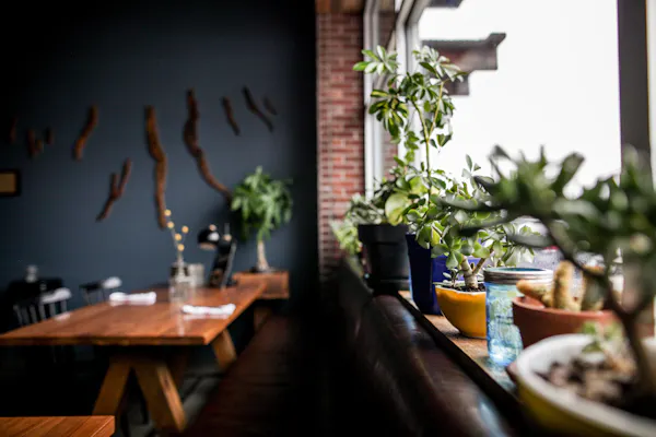 houseplant, room, restaurant, table, brunch, tree