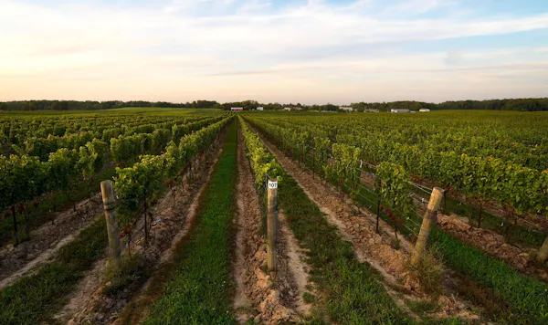 agriculture, plantation, field, plain, crop, vineyard