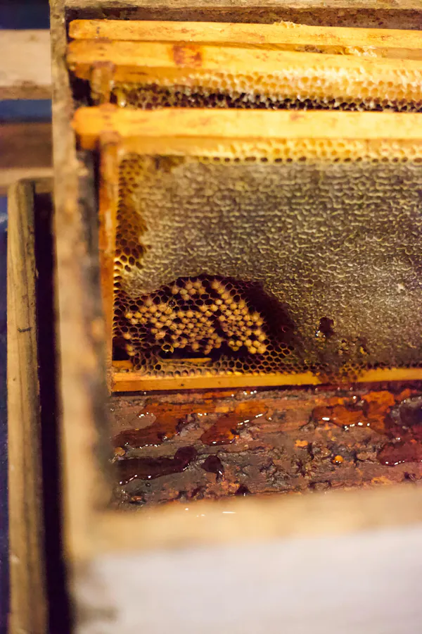 pollinator, insect, beehive, apiary, honeycomb, arthropod