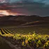 Central Coast Wines