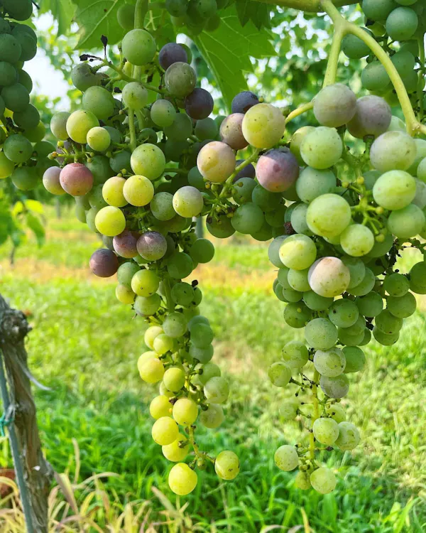 food, plant, fruit, vine, seedless fruit, grape