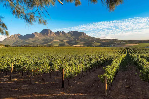hill, agriculture, mountain range, vineyard, ridge, valley