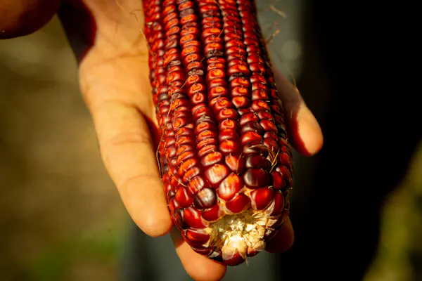 red, ingredient, produce, corn kernel, food, natural foods
