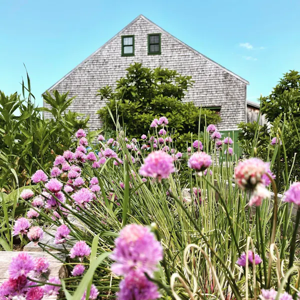flower, shrub, garden, spring, yard, herbaceous plant
