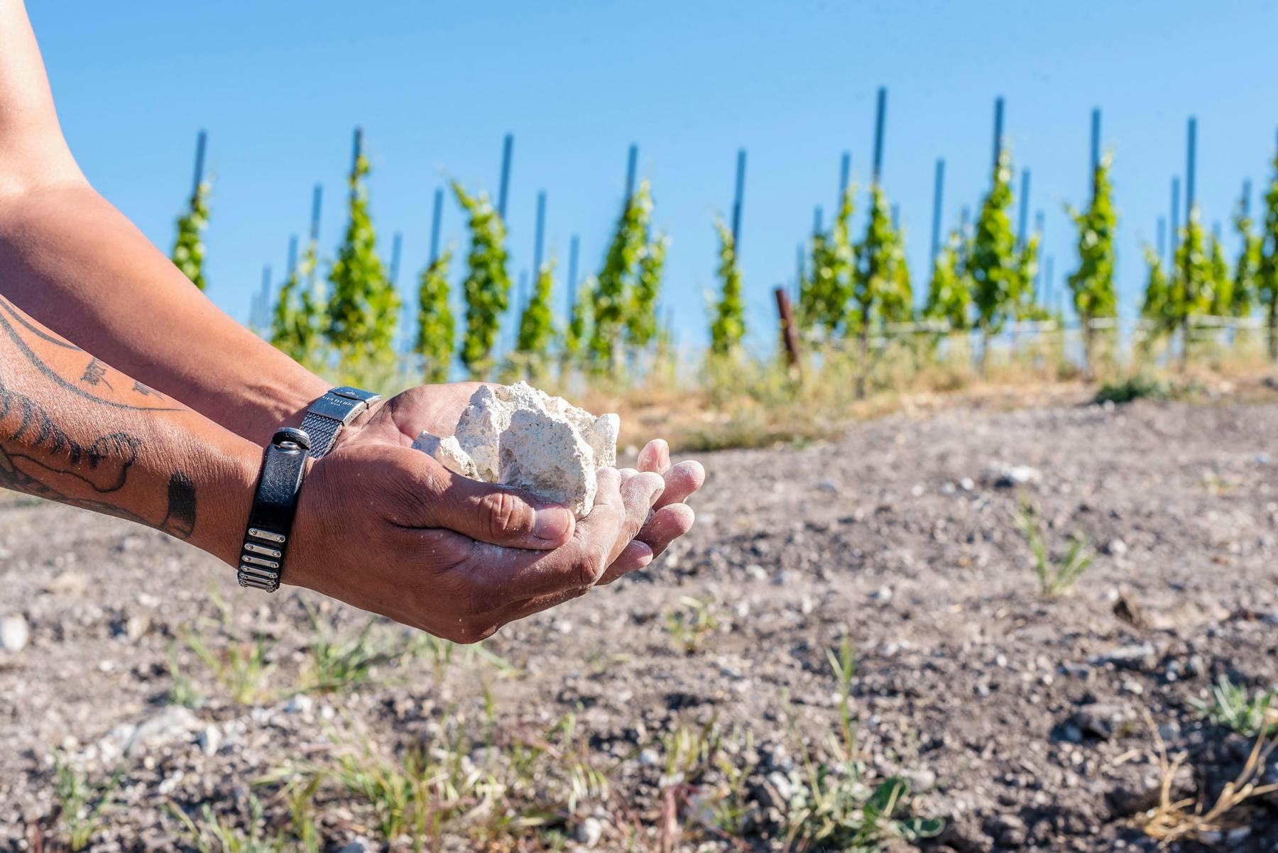 Copia Vineyards & Winery Wine Flight Paso Robles, CA Tock