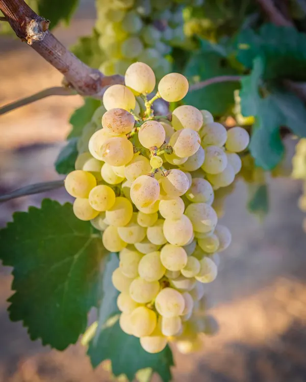 food, plant, fruit, seedless fruit, grape, vine