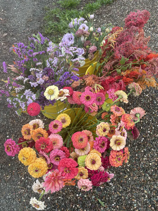 flower, yellow, petal, pink, cut flowers, floristry