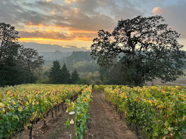 agriculture, sunlight, plantation, vineyard, field, grapevines