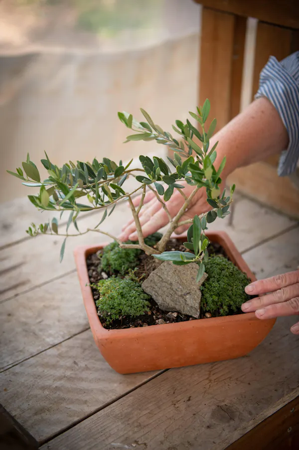 flowerpot, houseplant, bonsai