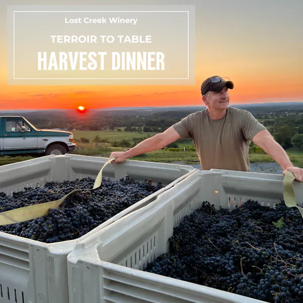 agriculture, grapes, plantation, field, grapevines, farmworker