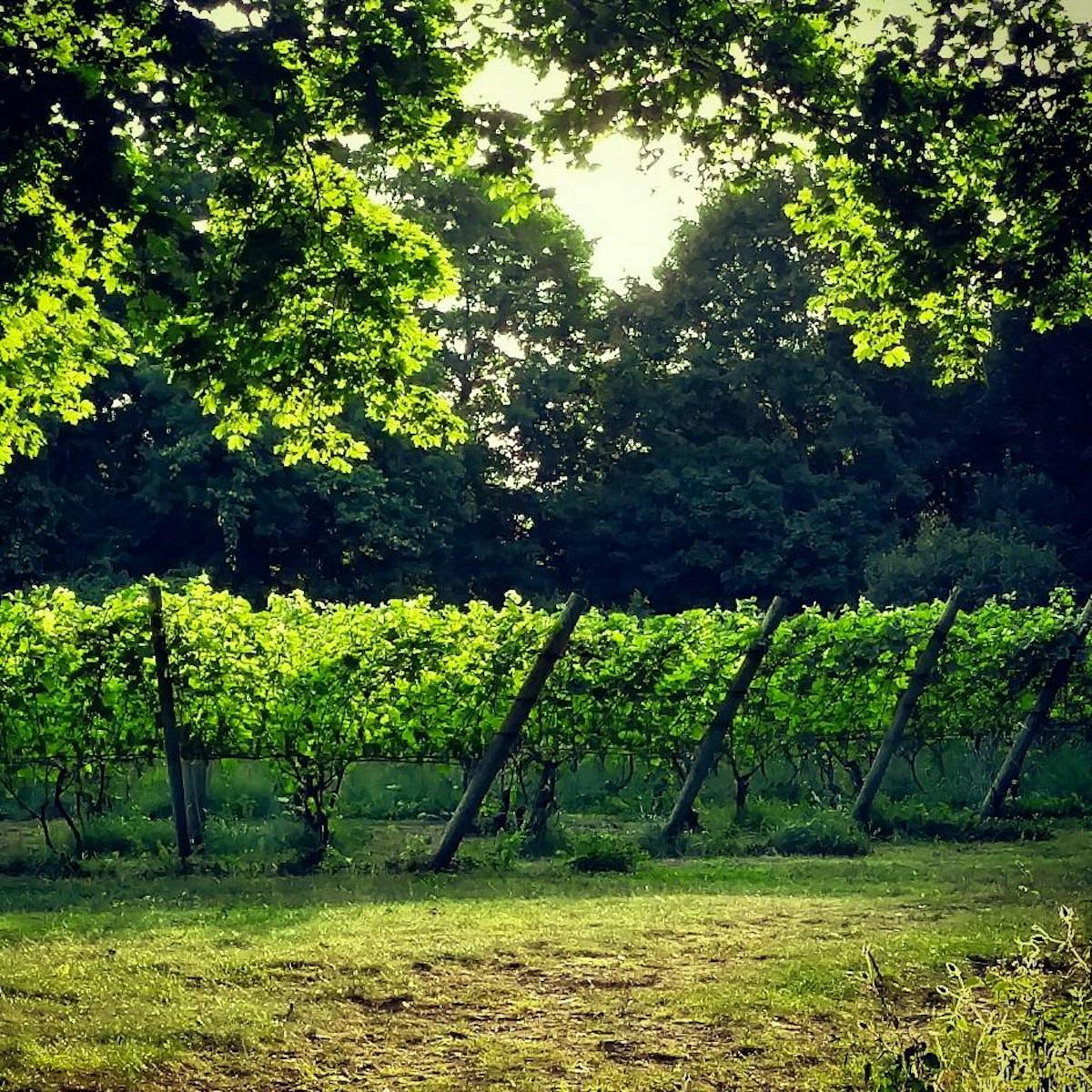 Greenvale Vineyards Portsmouth Portsmouth, RI Tock