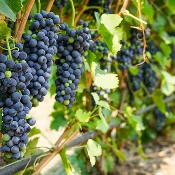 fruit, produce, food, grape, fruit tree, seedless fruit