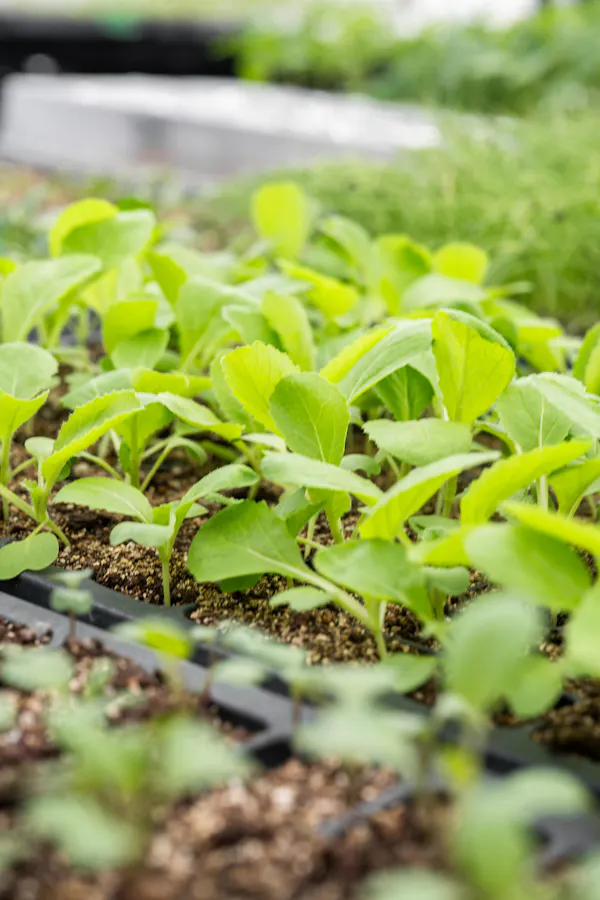 plantation, agriculture, herbaceous plant, soil, gardening, herb