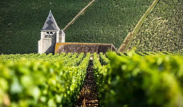 agriculture, field, spire, plantation, steeple, vineyard