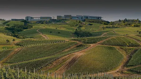 agriculture, plantation, field, crop, farm