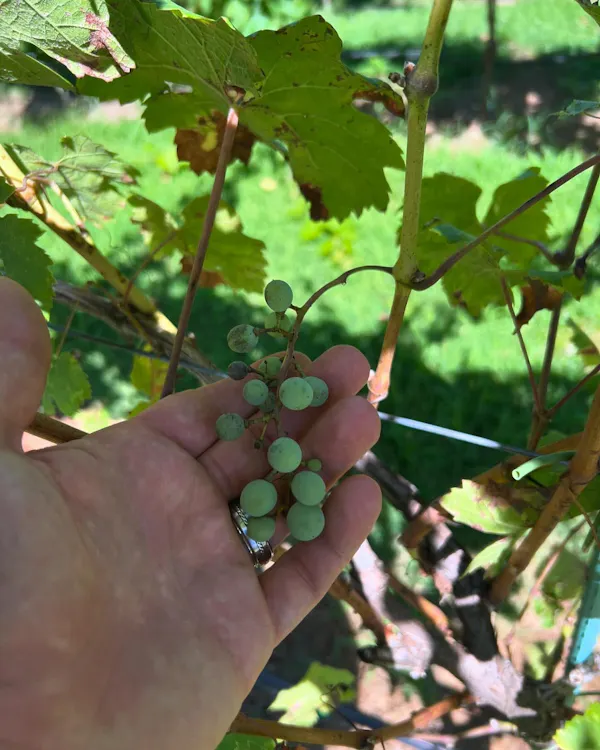fruit, produce, food, grape, grapes, seedless fruit