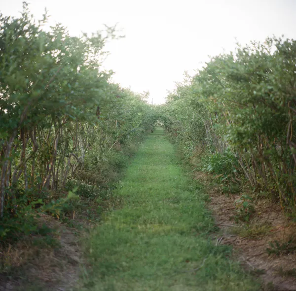 vegetation, shrub, plant community, grassland, grasses, plantation