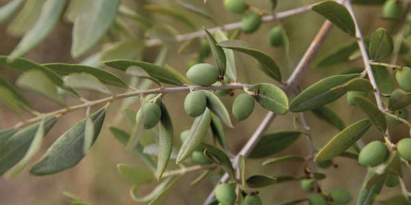 food, plant, leaf, fruit, tree, olive family