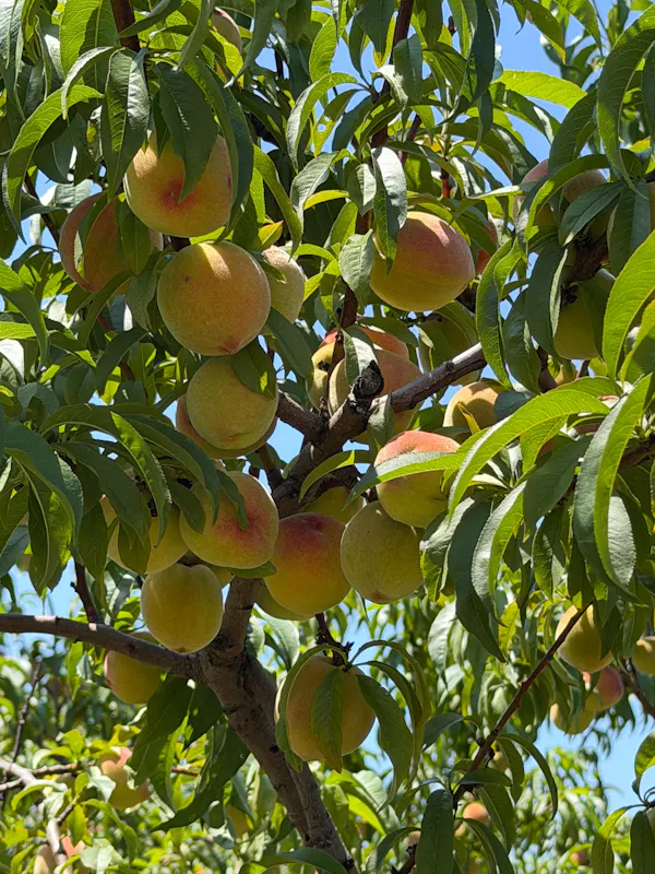 fruit, fruit tree, food, produce, natural foods, peach