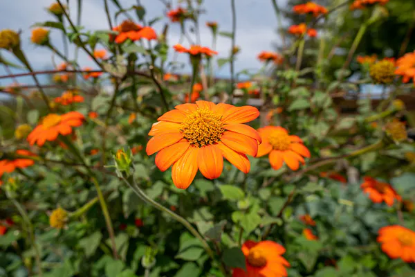 flower, petal, yellow, plants, orange, flowering plant