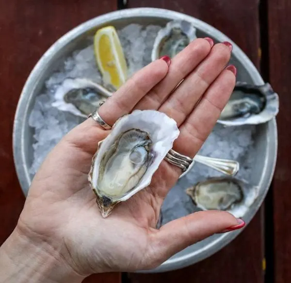 oyster, seafood, bivalvia, food, shellfish, seashell