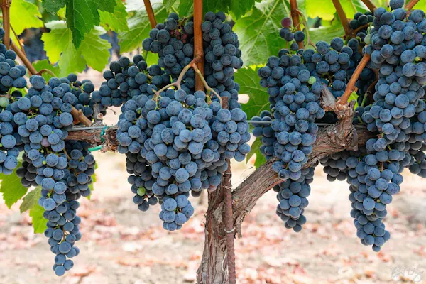 fruit, produce, fruit tree, grape, seedless fruit, food