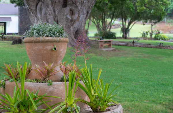 plants, flowerpot, garden, grasses, landscaping, botanical garden