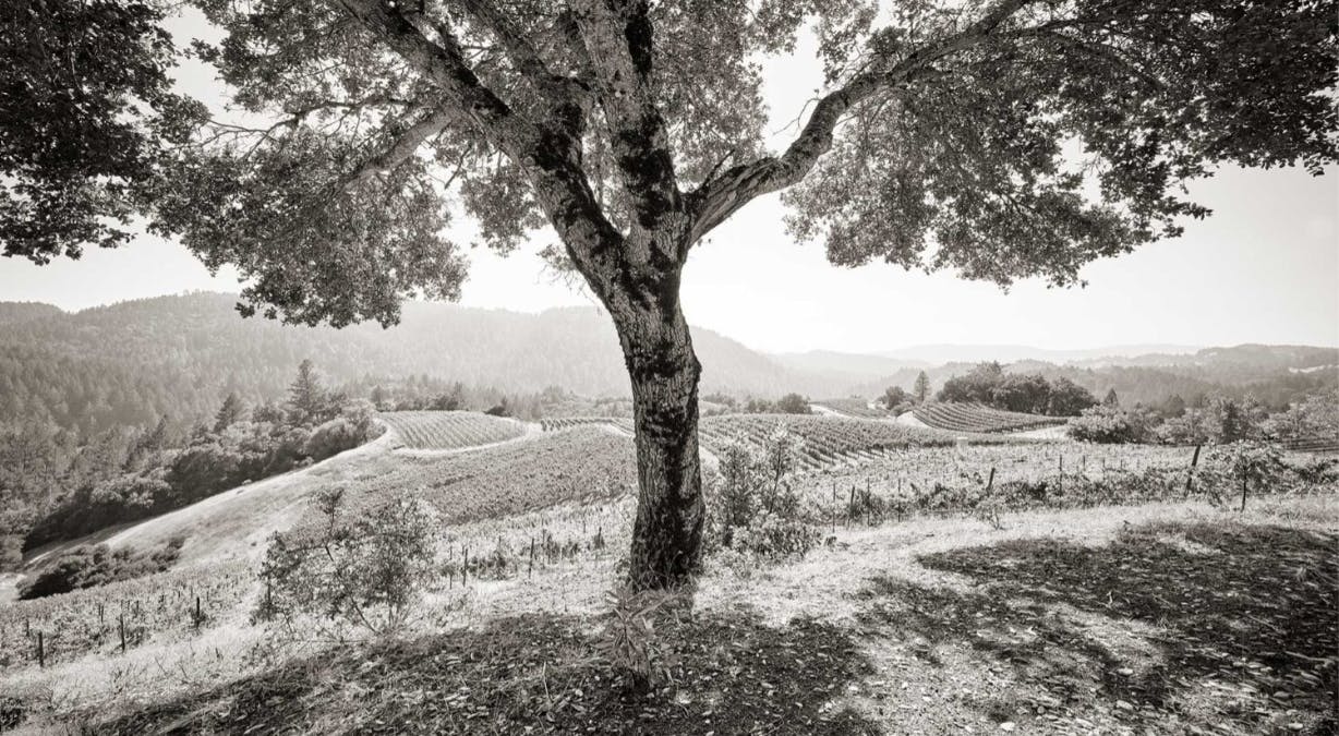 Cornell Vineyards