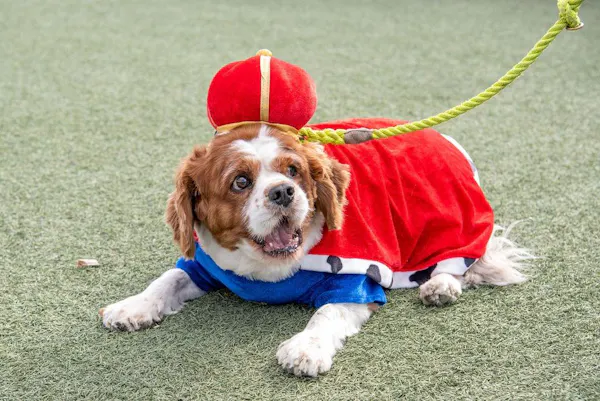 dog, carnivores, working animal, pet supply, dog clothes, snout