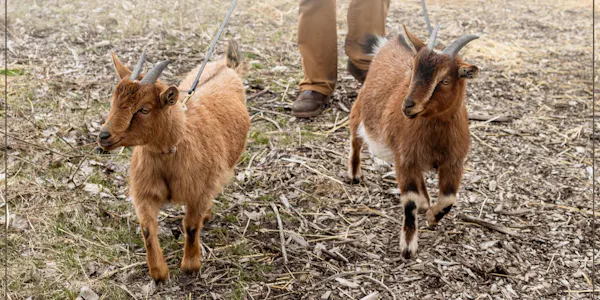 goats, goat, horn, caprinae, terrestrial animal, wildlife