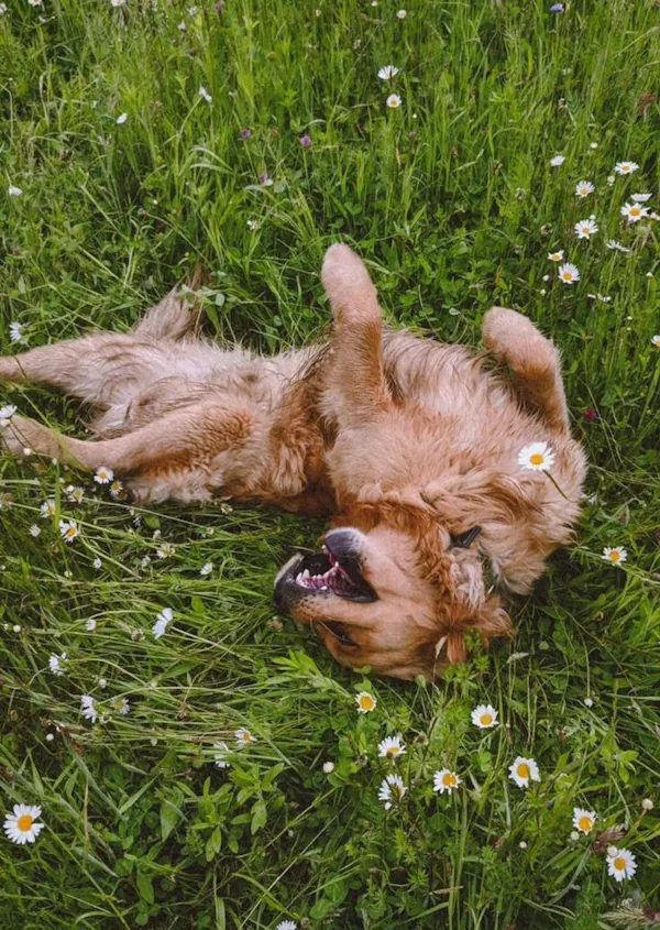 dog, carnivores, grasses, fur, snout, canidae