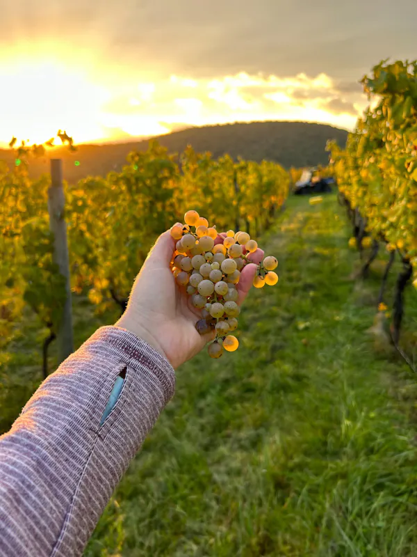 agriculture, plantation, vineyard, grapes, fruit, grapevines