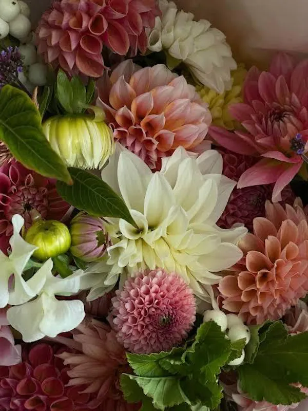flower, petal, yellow, red, plants, pink