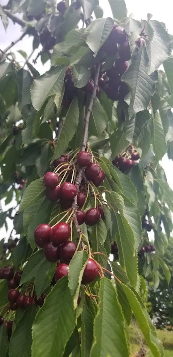 produce, fruit tree, fruit, natural foods, cherry, food