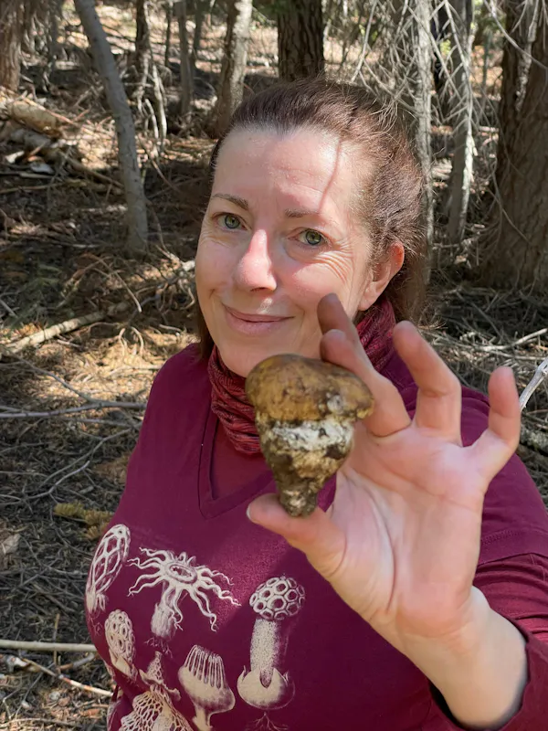 fungus, mushroom