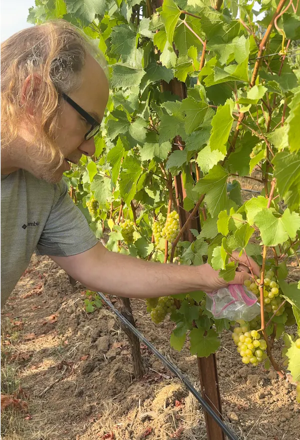 grapes, agriculture, farmworker, fruit, seedless fruit, grape leaves