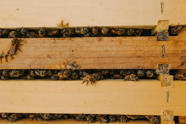 insect, pollinator, arthropod, wood, honey bee, hymenopterans