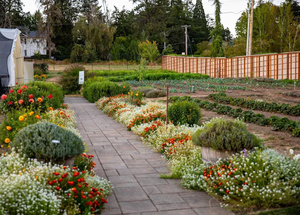 flower, plants, garden, shrub, plant community, groundcover